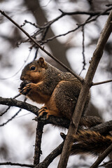Naklejka na ściany i meble Cute Squirrel in a Tree during Winter