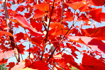 autumn leaves background