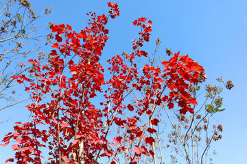 autumn leaves against sky