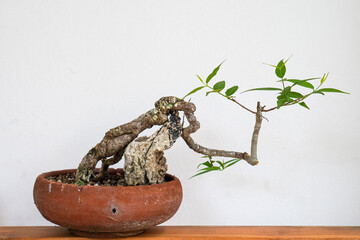 Wrightia lanceolata Kerr