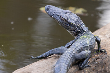 Baby Alligator on Log Head Turned