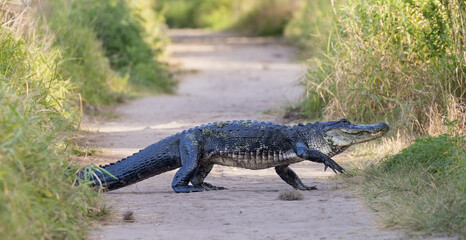Large Alligator Crossing Path