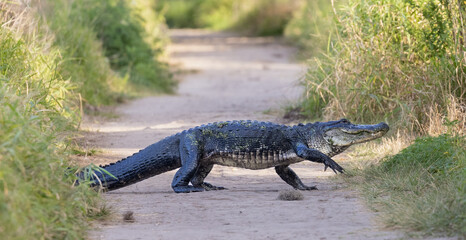Large Alligator Crossing Path