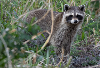 Raccoon Full Body Close-up