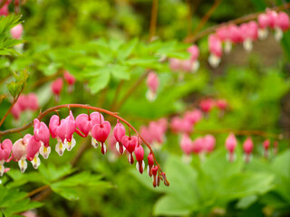 庭のタイツリソウ、たいつり草、ピンクのハート型のケマンソウ