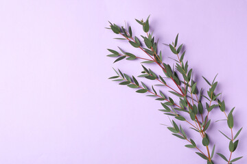 Eucalyptus branch with fresh leaves on violet background, top view. Space for text