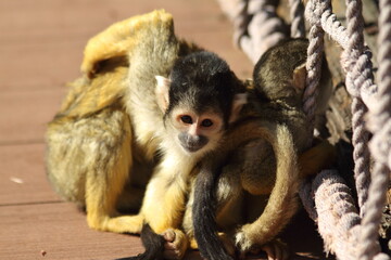 Cute squirrel monkey (Saimiri) playing on a sunny day.