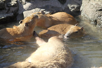 Naklejka na ściany i meble Happy Capybaras enjoying hot spring.