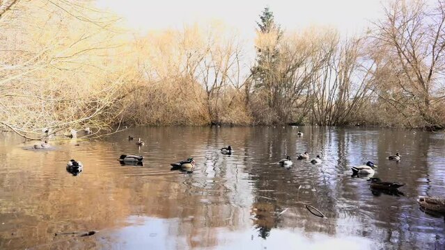 flock of ducks gathering on a pond on a sunny winters day