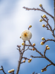 早春の白梅