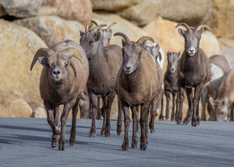 A group of Big Horn sheep walking on a road in the Rocky Mountains of Colorado