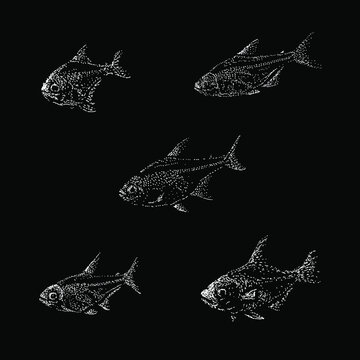X-ray tetra fish hand drawing vector illustration isolated on black background