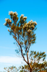 Grevillea Candicans Shrub - Western Australia