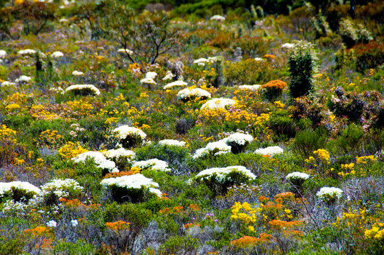 Spring Wildflowers - Western Australia