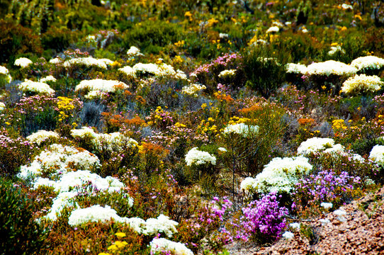 Spring Wildflowers - Western Australia