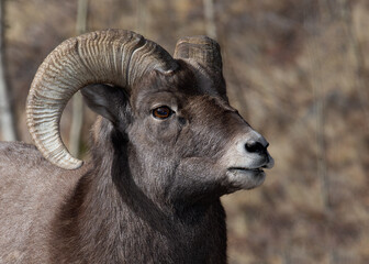 A sun lite Big Horn ram gazes into the distance in the Rocky Mountains of Colorado