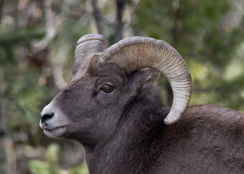 Big Horn ram standing in the woods in the Rocky Mountains of Colorado
