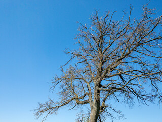 bare tree silhouette on blue sky background. old tree without leaves in spring.