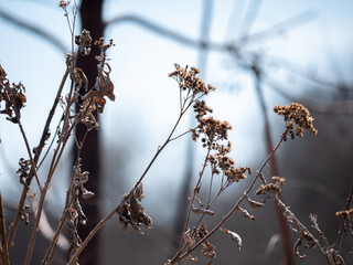 Plant silhouette against sky with narrow depth of field and content area