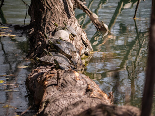 13 Turtles cluster on the base of a cypress tree