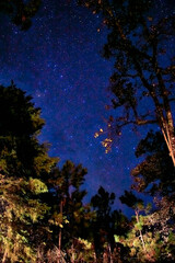 paisaje nocturno de arboles entre sombras con un cielo estrellado y azul oscuro 