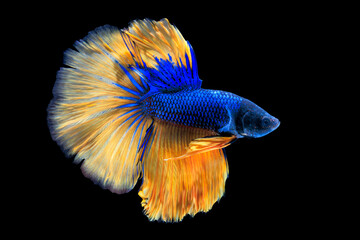 Thai fighting fish on black background.