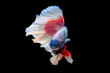 Thai fighting fish on black background.