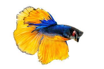 Thai fighting fish on white background.