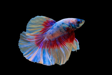 Thai fighting fish on black background.