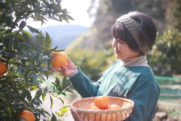 ミカンを収穫する女性