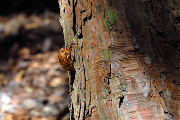 セミの抜け殻
