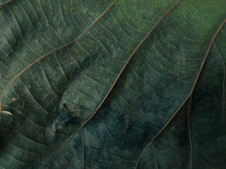 leaf texture, fine detail in high resolution for background.