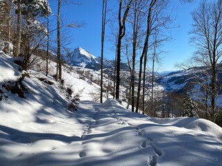 Alpine forest trails in a typical winter environment and under deep fresh snow cover on the Alpstein mountain massif and in the Swiss Alps - Alt St. Johann, Switzerland (Schweiz)