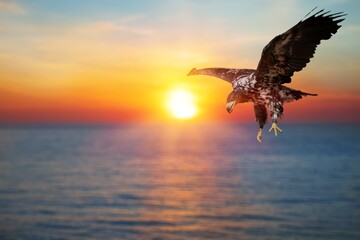 One flying falcon in the nature background in the sunset time