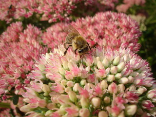 pink sedum flowers and bee