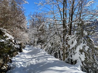 Alpine forest trails in a typical winter environment and under deep fresh snow cover on the Alpstein mountain massif and in the Swiss Alps - Alt St. Johann, Switzerland (Schweiz)