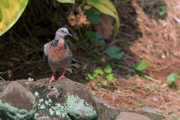 The spotted dove enjoyed sunbathing