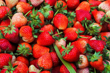 close up  Beautiful red ripe strawberries in top view.