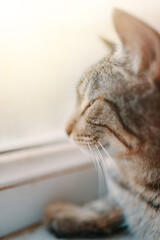 Tabby domestic cat sleeping. Lazy pet is sitting near window. Close up animal portrait. Sunlight in out. Pussycat's paw on windowsill.
