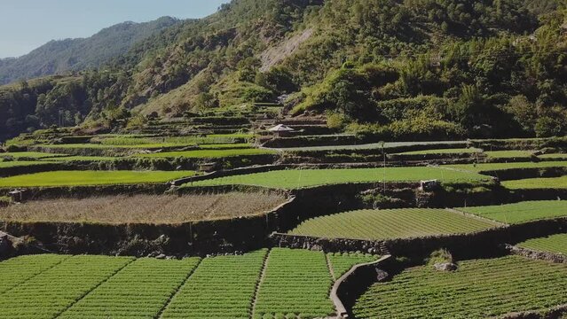 green farms gardens paddy fields on the side of a mountain forest valley in remote village of kabayan benguet philippines side trucking aerial