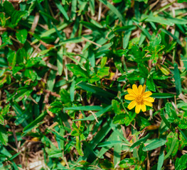 yellow flowers in the garden