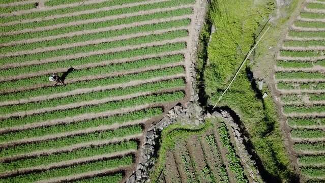 farmers tilling their green garden paddy field by hand wearing straw hats in the paddy farms of kabayan benguet Philippines top down view aerial