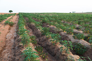 Cassava fields are growing in Thailand.