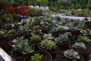 Invernadero de suculentas