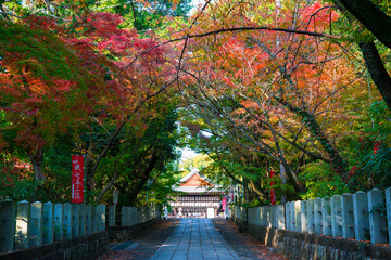 Obraz premium 京都 向日神社（むこうじんじゃ）の紅葉