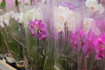 Packed pink and white orchids in store. Gardening and room plants