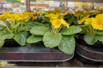 Primroses in pots store in the garden shop. Gardening and spring works