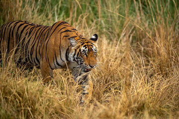 Obraz na płótnie Canvas Wild bengal female tiger or tigress closeup in prowl and natural scenic background at ranthambore national park or tiger reserve rajasthan india - panthera tigris tigris