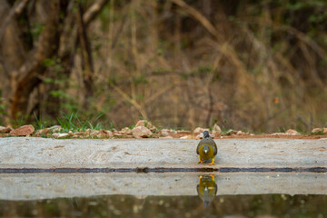 Yellow footed green pigeon or yellow legged green pigeon a thirsty bird on waterhole with reflection in water in hot summer season at jhalana forest jaipur rajasthan india asia - Treron phoenicoptera