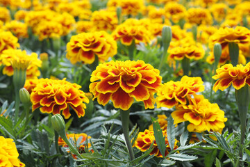 Beautiful Marigold flowers in the meadow in garden for bacground